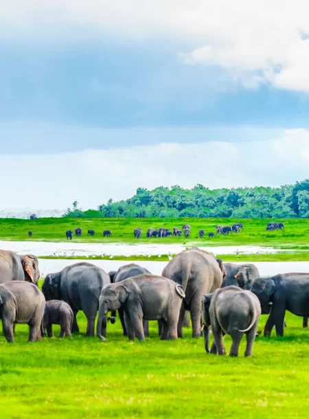 banner-elephant-orphange.jpg